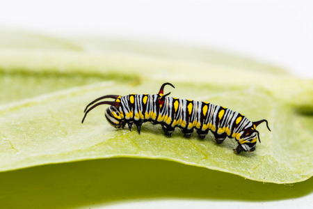 Caterpillar of plain tiger butterfly ( danaus chrysippus chrysippus )eating leaf of host plantの写真素材