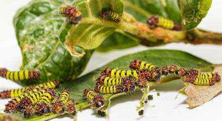 Chalcosiine Day-Flying Moth caterpillars (Cyclosia panthona)  on their host plant leaf