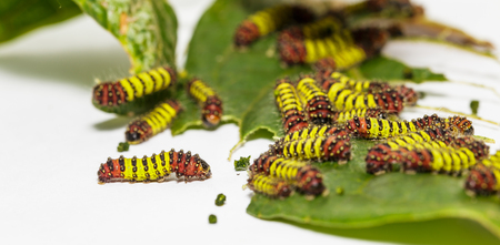 Chalcosiine Day-Flying Moth caterpillars (Cyclosia panthona)  on their host plant leafの写真素材