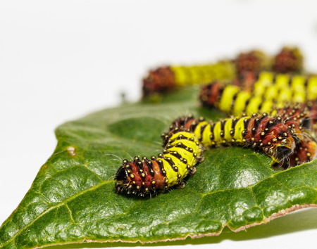 Chalcosiine Day-Flying Moth caterpillars  on their host plant leaf