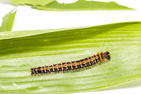 Black caterpillar of common duffer butterfly ( Discophota sondaica Boisduval ) eating thier host...