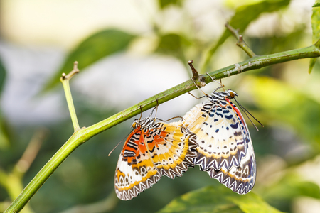 Mating Leopard lacewing (Cethosia cyane euanthes) butterfly hanging on plantの写真素材