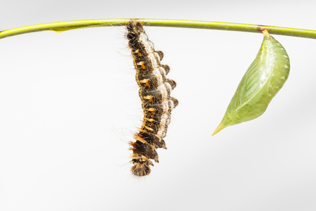 Chrysalis and black caterpillar of common duffer butterfly ( Discophota sondaica Boisduval ) hanging on twig with white backgroundの写真素材