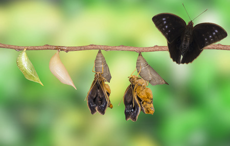 Life clycle of common duffer butterfly ( Discophota sondaica Boisduval ) with caterpillar and...