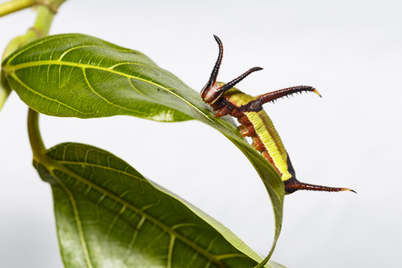Close up caterpillar of Common map (Cyrestis thyodamas ) butterfly resting on host plant leafの写真素材