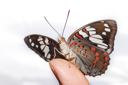 Common Gaudy Baron butterfly ( Euthalia lubentina ) on human finger with white backgroundの写真素材