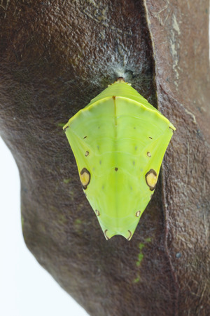 Chrysalis of the Commom Gaudy Baron butterfly ( Euthalia lubentina ) hanging on dry leafの写真素材