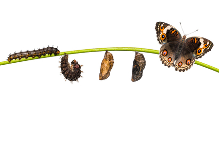 Isolated life cycle of female blue pansy butterfly ( Junonia orithya Linnaeus ) from chrysalis and chrysalis on twig with clipping pathの写真素材