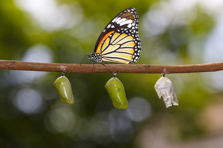 Common tiger butterfly ( Danaus genutia ) hanging on twig with chrysalis and shellの写真素材