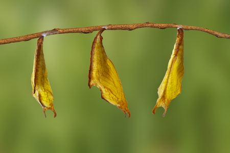 Chrysalis of common maplet (Chersonesia risa ) butterfly hanging on twigの写真素材