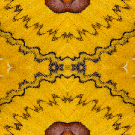 Seamless pattern made from colorful butterfly wing for background textureの写真素材