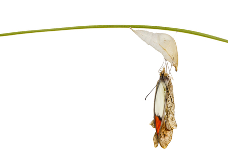 Isolated emerged great orange tip butterfly ( Anthocharis cardamines ) from pupa hanging on twigの写真素材