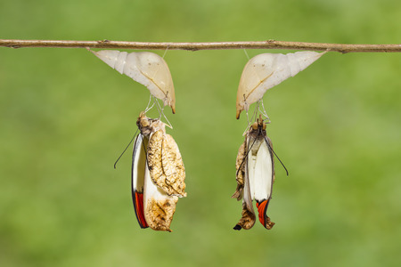 Emerged great orange tip butterfly ( Anthocharis cardamines ) from pupa hanging on twigの写真素材