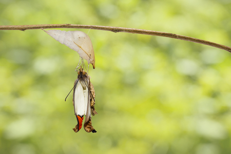 Emerged great orange tip butterfly ( Anthocharis cardamines ) from pupa hanging on twigの写真素材