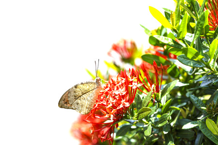 Great orange tip butterfly ( Anthocharis cardamines )  resting on red flower in gardenの写真素材