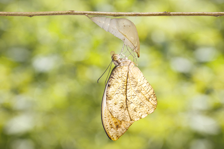 Emerged caterpillar , pupa to great orange tip butterfly ( Anthocharis cardamines ) hanging on twigの写真素材