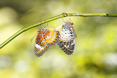 Mating Leopard lacewing (Cethosia cyane euanthes) butterfly hanging on twigの写真素材