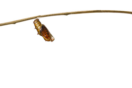 Isolated mature chrysalis of common leopard butterfly ( Phalanta ) hanging on twig with clipping pathの写真素材