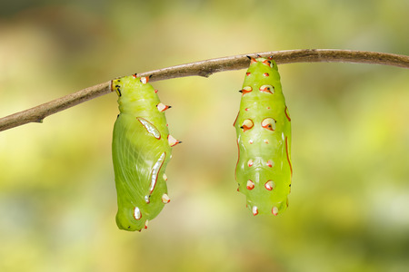 Green chrysalis of common leopard butterfly ( Phalanta ) hanging on twigの写真素材
