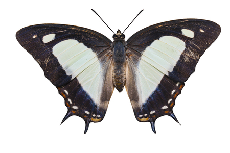 Isolated top view of common nawab butterfly ( Polyura athamas ) on whiteの写真素材