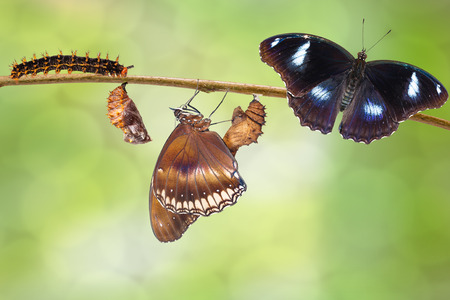 Transformation of male from caterpillar to great eggfly butterfly ( Hypolimnas bolina Linnaeus ) hanging on twigの写真素材
