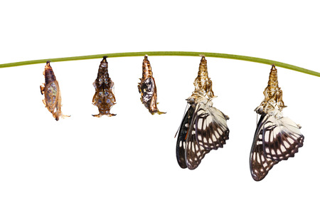 Isolated transformation from chrysalis of Black-veined sergeant butterfly ( Athyma ranga ) hanging on twig with clipping path の写真素材