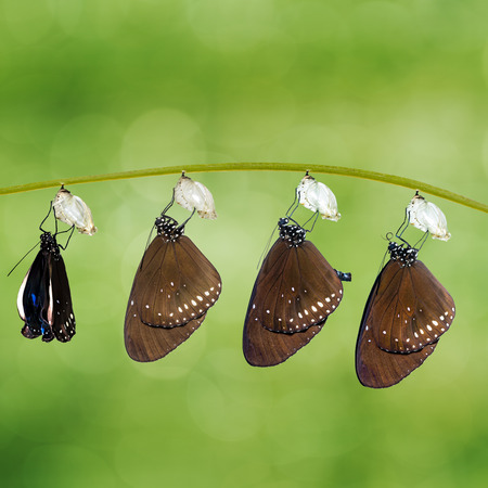 Transformation of Common Crow butterfly ( Euploea core ) emerged from pupa hanging on twig with green backgroundの写真素材