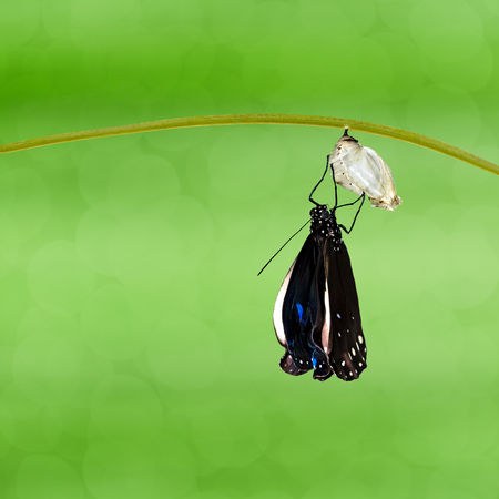 Common Crow butterfly ( Euploea core ) emerged from pupa hanging on twig with green backgroundの写真素材
