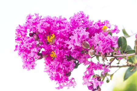Close up pink crape myrtle flower ( lagerstroemia )  with yellow pollenの写真素材