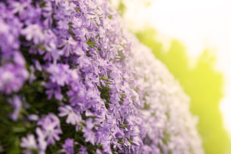Emerald blue moss phlox flower are blooming in gardenの写真素材