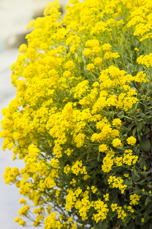 Close up Yellow rapeseed flower (Brassica napus) on wallの写真素材