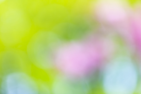 Abstract blur texture from color of flower for backgroundの写真素材