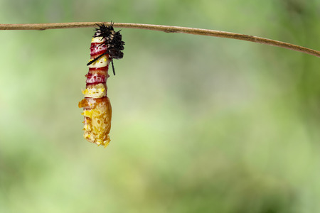 Molting caterpillar to chrysalis of Leopard lacewing butterfly ( Cethosia cyane euanthes ) hanging on twig with green backgrundの写真素材