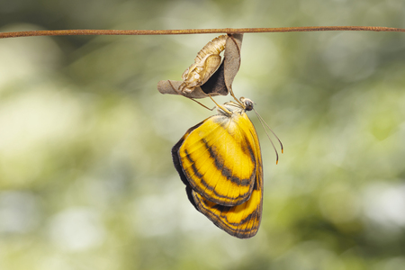 Common lascar butterfly ( Pantoporia hordonia ) emerging from chrysalis and hanging on twig with green backgroundの写真素材