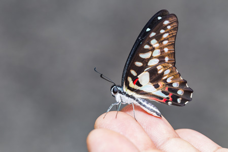 Common jay butterfly (Graphium doson) is  resting on human fingerの写真素材