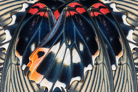 Seamless pattern made from colorful butterfly wing for background texture , mormon papilioの写真素材