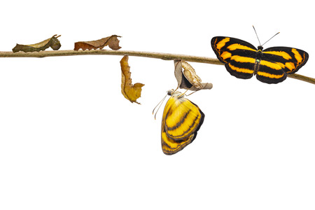 Isolated transformation of common lascar butterfly ( Pantoporia hordonia ) from caterpillar and chrysalis on twigの写真素材