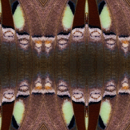Seamless pattern made from colorful butterfly wing for background texture , common nawabの写真素材