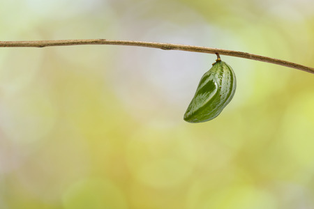 Chrysalis of common nawab butterfly ( Polyura athamas ) hanging on host plant twig with green backgroundの写真素材