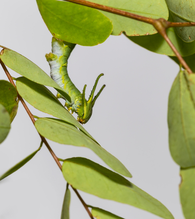 Caterpillar of common nawab butterfly ( Polyura athamas ) in 5th stage walking on host plant leafの写真素材