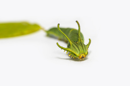Caterpillar of common nawab butterfly ( Polyura athamas ) in 5th stage walking on white floorの写真素材
