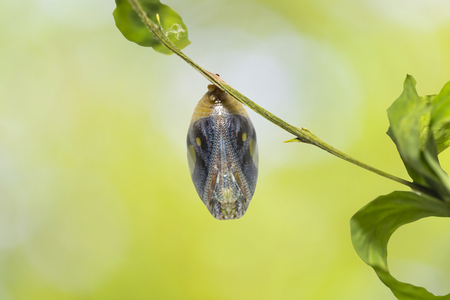 Mature chrysalis of common nawab butterfly ( Polyura athamas ) hanging on host plant twig with green backgroundの写真素材