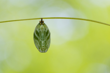 Chrysalis of common nawab butterfly ( Polyura athamas ) hanging on host plant twig with green backgroundの写真素材