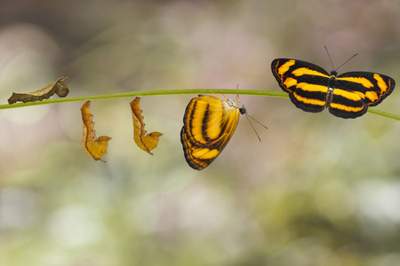Transformation of common lascar butterfly ( Pantoporia hordonia ) from caterpillar and chrysalis on twigの写真素材