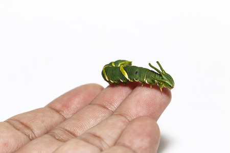 Caterpillar of common nawab butterfly ( Polyura athamas ) in 5th stage on human finger with white backgroundの写真素材