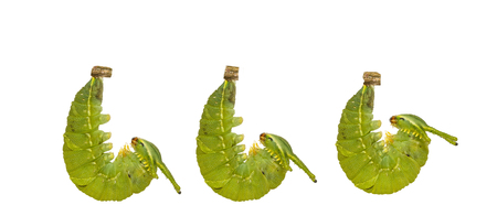 Isolated mature caterpillar of common nawab butterfly ( Polyura athamas ) hanging on twig with clipping path, dragon head , latest instarの写真素材