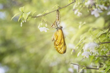 Emerged yellow coster butterfly ( Acraea issoria ) with chrysalis shell hanging on white flower twig...