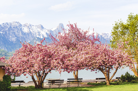 Blooming pink Japanese cherry or sakura flowers (Prunus serrulata or Kanzan) with bench near lake...