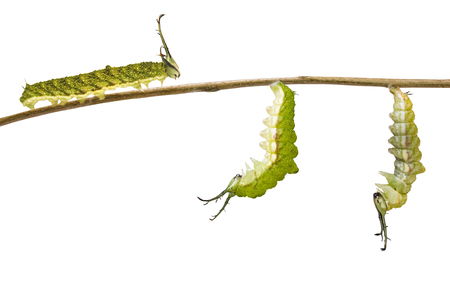 Isolated transformation caterpillar of Tabby butterfly ( Pseudergolis wedah ) preparing to chrysalis on whiteの写真素材