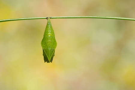 Chrysalis of Common jay butterfly ( Graphium doson) on twig and green background , secure , growth , transformationの写真素材